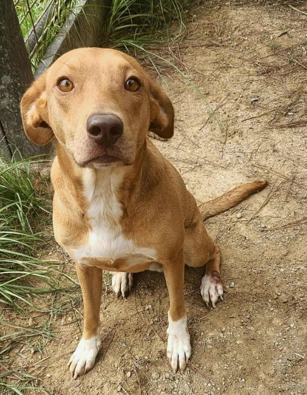 Roscoe