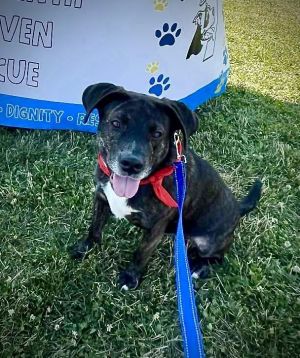Eloise, Young Female Labrador Retriever