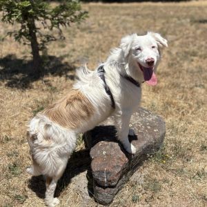 Sydney, Young Female Australian Shepherd