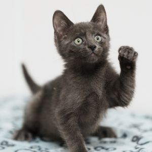 Hi If youre looking for a very playful kitten who is extremely energetic then youve found the ri