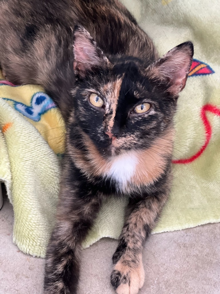 Perla