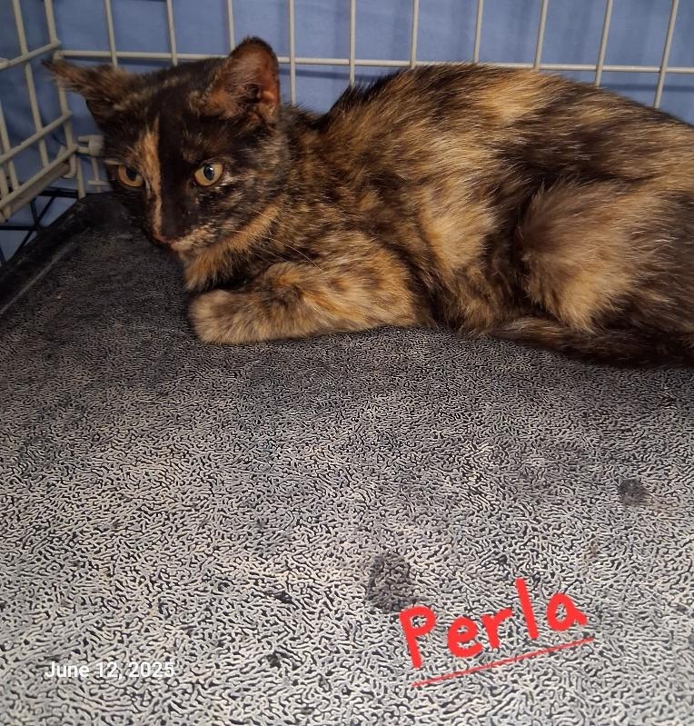 Perla