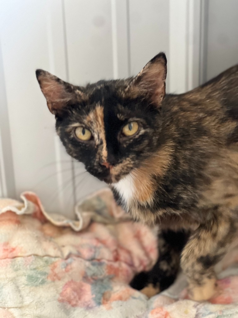 Perla