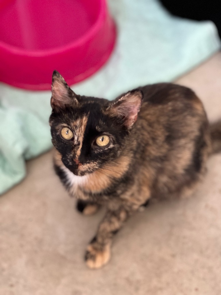 Perla