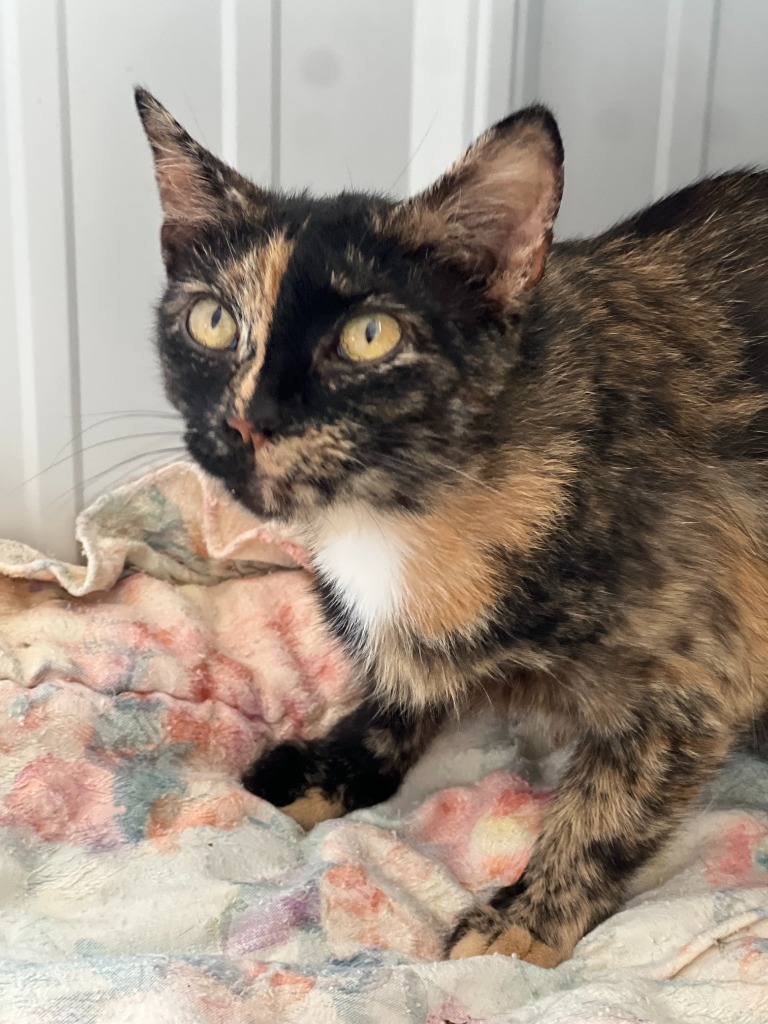 Perla