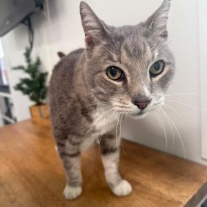 Gandalf Domestic Short Hair Cat