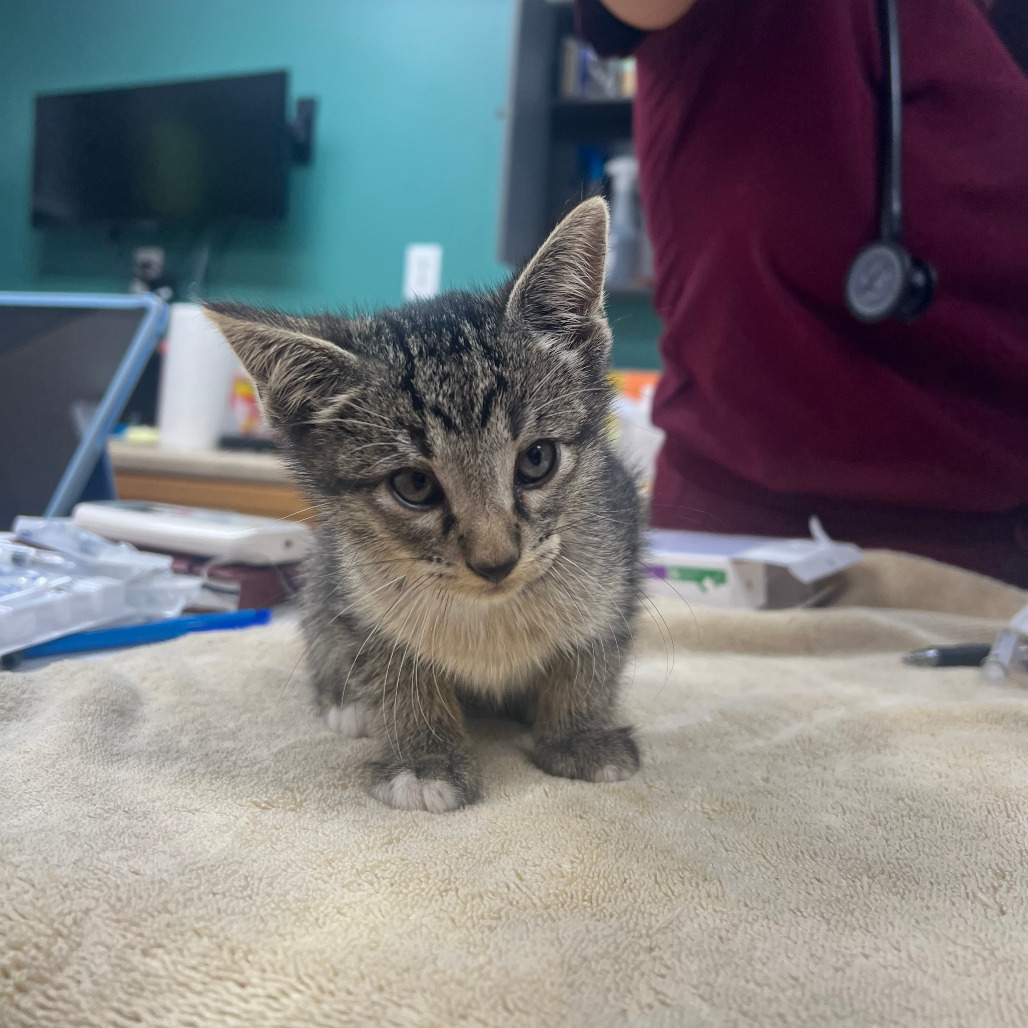 Moe, an adoptable Domestic Short Hair in Starkville, MS, 39760 | Photo Image 1