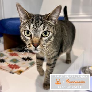 Fun Dip is a calm and independent 1-year-old cat who enjoys doing his own thing but will charm you w