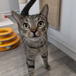 Fun Dip is a calm and independent 1-year-old cat who enjoys doing his own thing 