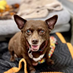 Rad Boy Chihuahua Dog