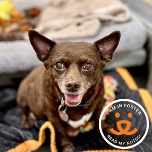 Little fifteen-year-old Rad Boy is easy-going cuddly and enjoys simply being part of the homes ev