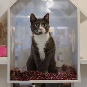 Meet Trapa a 1-year-old cuddle queen with a heart of gold Shes been described her as a total loveb