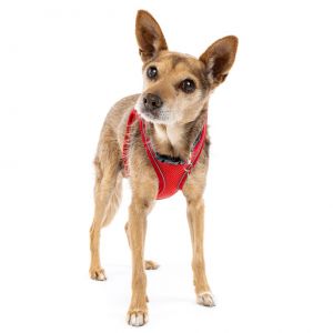 Meet Wiley the tall Chi-Coyote mix with plenty of energy and a tail that wont quit This handsome 