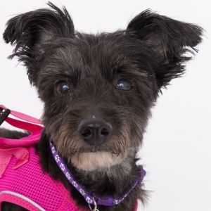 Ruby Rose a spirited super-senior of a shih tzu strutted into Muttville with a confident attitude 