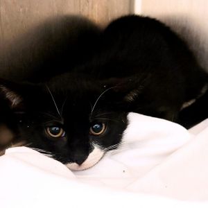 Fradie, Baby Male Domestic Short Hair