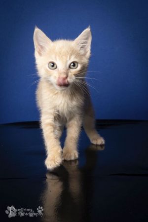 Captain Domestic Short Hair Cat