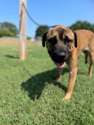 Grover is an approximately 1 year old 83 lb mastiff He was picked up as a stray with a younger