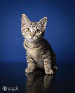 Hutch Domestic Short Hair Cat
