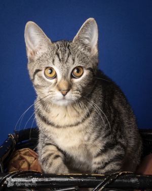 Starsky Domestic Short Hair Cat