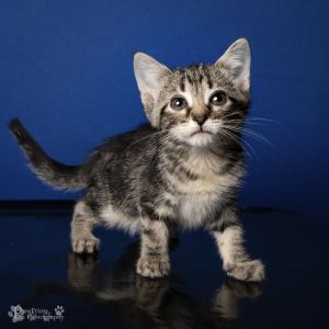 Psychology Domestic Short Hair Cat