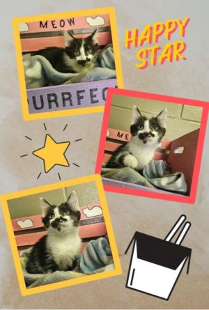 Happy Star