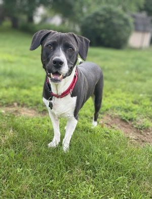 Maggie Momma GCH*, Adult Female Beagle