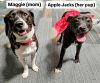 Maggie Momma GCH* photo 2