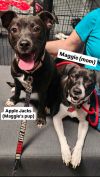 Maggie Momma GCH* photo 3