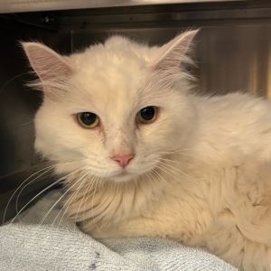 Rudy, Senior Male unknown