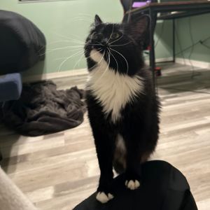 Mac, Adult Female American Shorthair