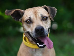 MIAMI, Adult Female Black Mouth Cur