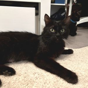 Rey Domestic Long Hair Cat