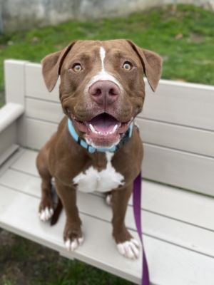 Coltor, Adult Male Pit Bull Terrier