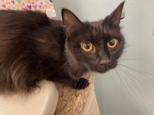 Incubator, Young Female Domestic Medium Hair