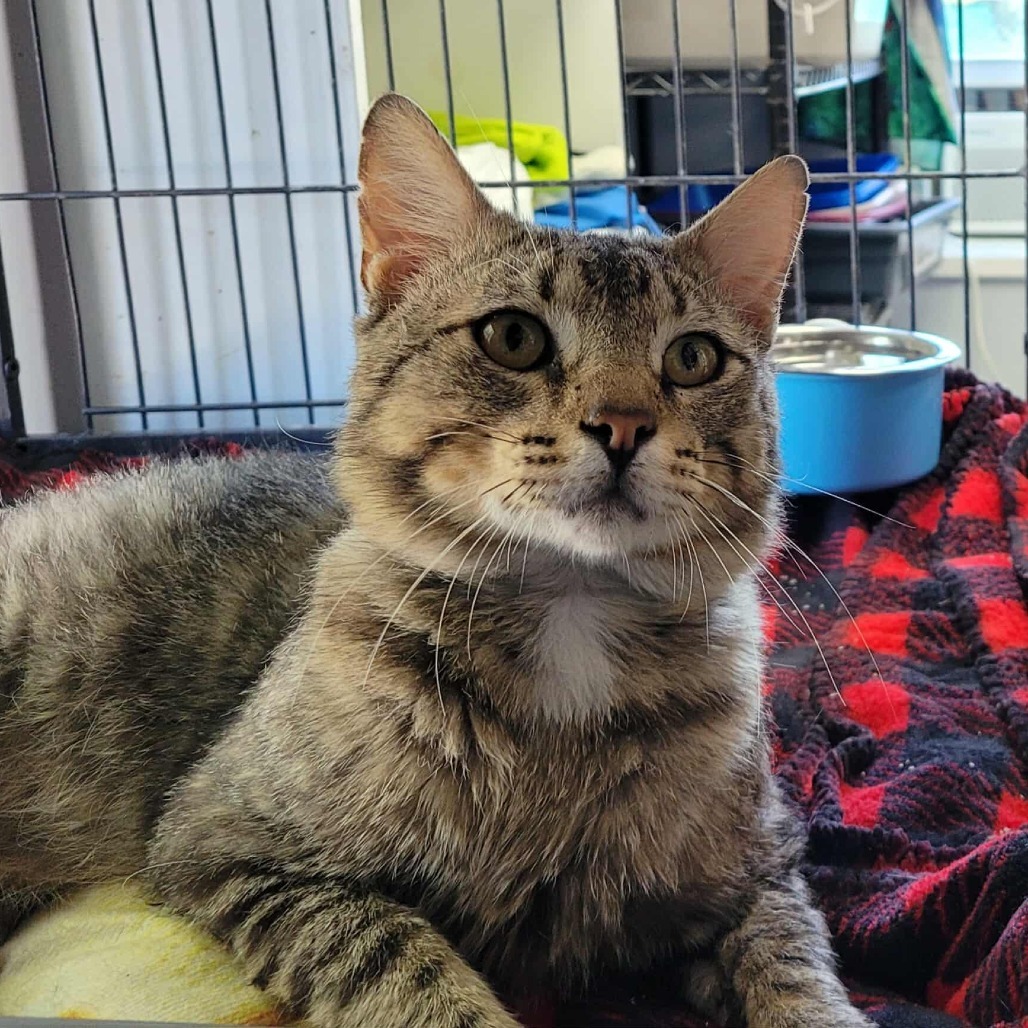 Sweetums, an adoptable Domestic Short Hair in Duncan, OK, 73533 | Photo Image 1
