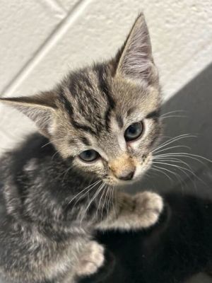 Glory Domestic Short Hair Cat