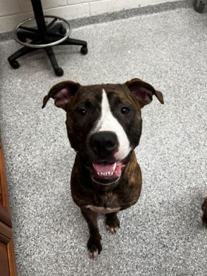 Starfish Pit Bull Terrier Dog