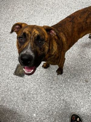 Starchy Pit Bull Terrier Dog
