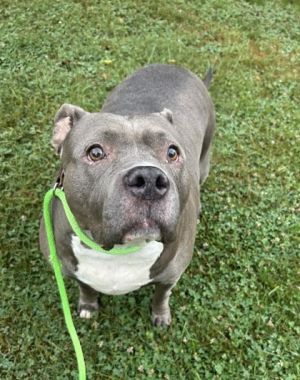 Princess Potato Pit Bull Terrier Dog
