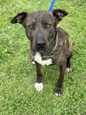 Meet Hayes She is a very sweet girl looking for a loving home She is in both our gentle and