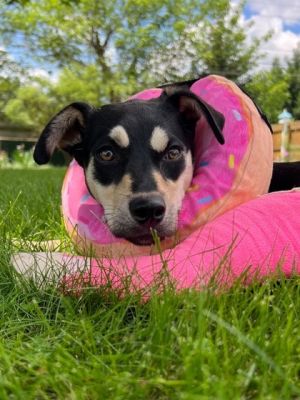 Looking for your summer sunshine sidekick Mustang Sally is ready to steal your heart This housebro