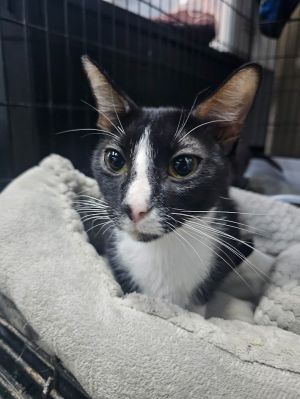 Pixie2, Young Female Domestic Short Hair