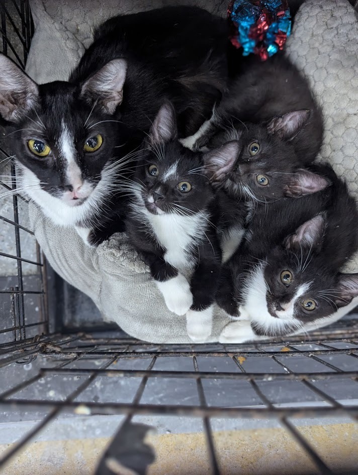 Pixie2, an adoptable Domestic Short Hair in Saint Cloud, MN, 56301 | Photo Image 3