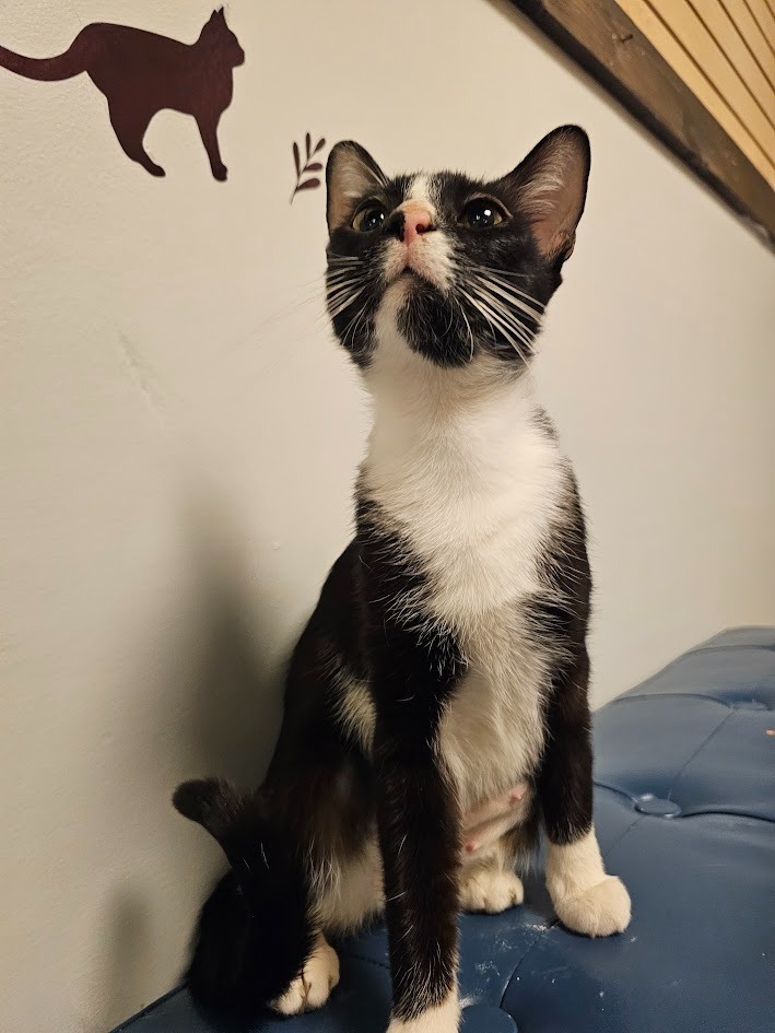 Pixie2, an adoptable Domestic Short Hair in Saint Cloud, MN, 56301 | Photo Image 4