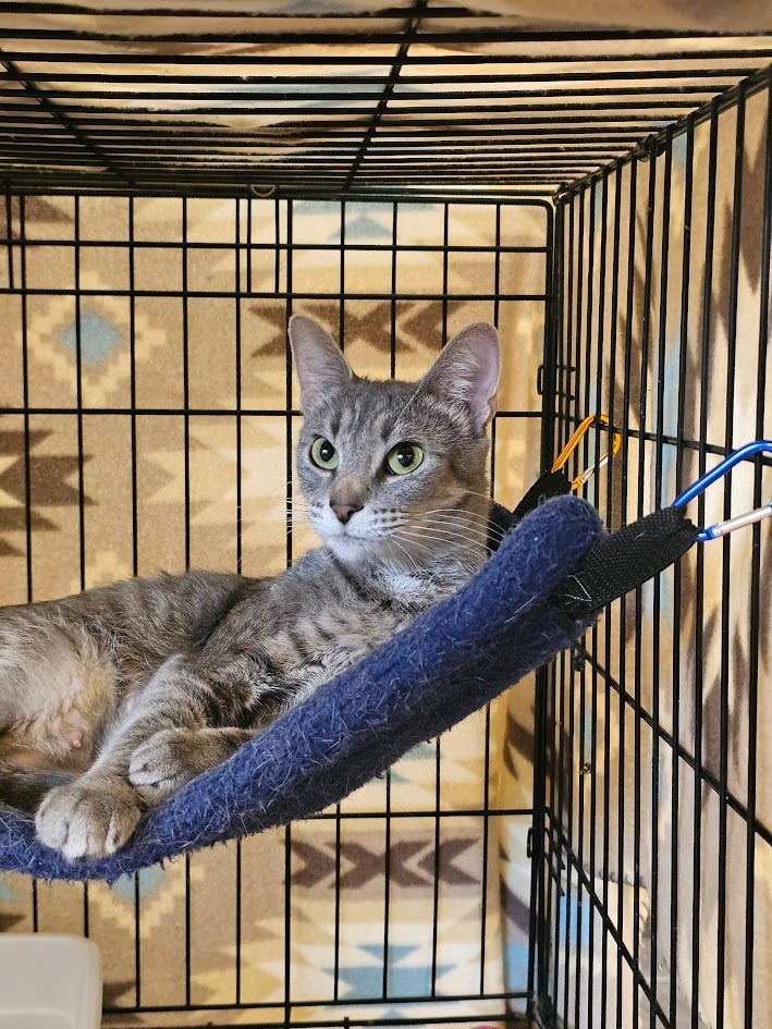 Sky, an adoptable Domestic Short Hair in St. Cloud, MN, 56301 | Photo Image 1