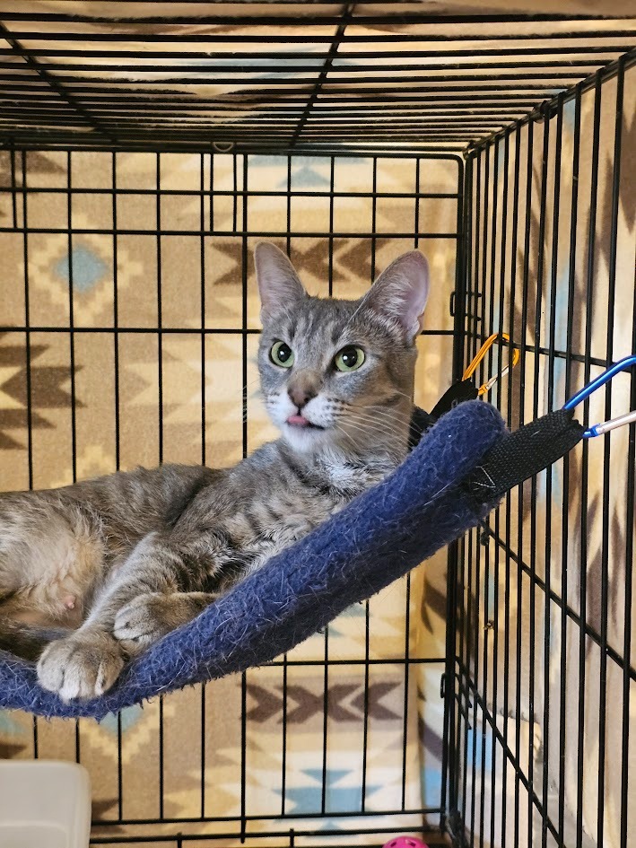 Sky, an adoptable Domestic Short Hair in St. Cloud, MN, 56301 | Photo Image 4