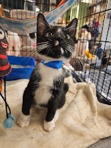 Jet, an adoptable Domestic Short Hair in St. Cloud, MN, 56301 | Photo Image 2