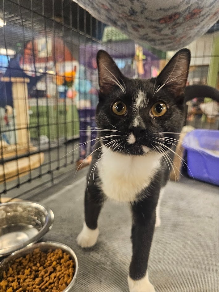 Jet, an adoptable Domestic Short Hair in St. Cloud, MN, 56301 | Photo Image 3