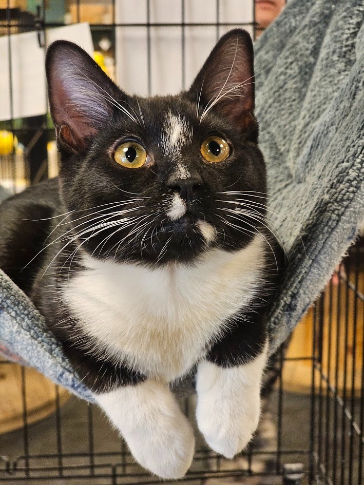 Jet, an adoptable Domestic Short Hair in St. Cloud, MN, 56301 | Photo Image 5