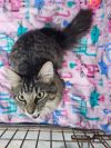 Max (Crooklyn) photo 3